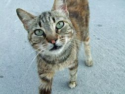 magnificent Curious Mackerel cat