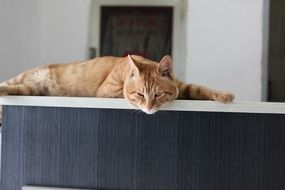 ginger cat relax at home