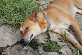 wonderful Dog Relax