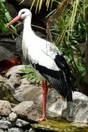 Tall stork with black wings in the wildlife