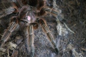 incredible Tarantula Spider