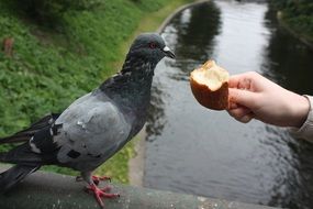 Portrait of dove eating a bun