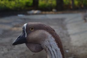 Goose Face