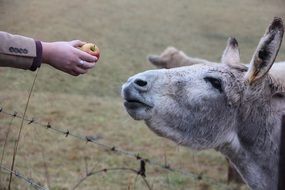 feeding a donkey with an Apple