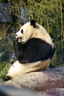 panda is sitting on a stone