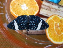 Black Spotted Butterfly feeding on piece of fruit