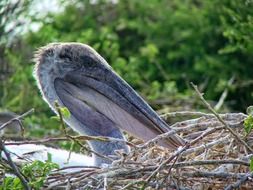 Picture of the Chile Pelican