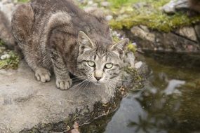 gray cat sneaks to the water