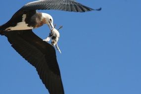 great frigatebird bears prey in its beak