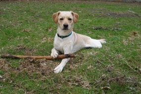 young labrador with stick
