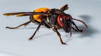 portrait of a hornet