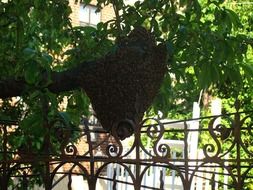 hive of Bees on Tree