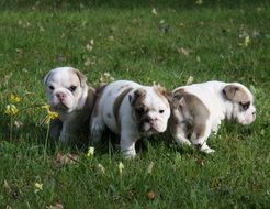 little bulldogs on green grass