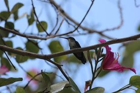 Hummingbird perched branch among flowers