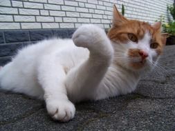 relaxing red and white domestic cat