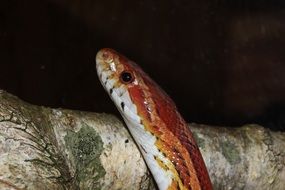 Picture of Corn Snake