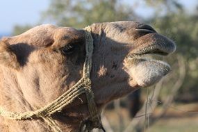 Camel Animal