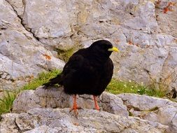 black bird stands on a rock