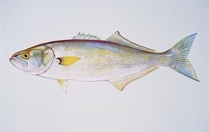 Bluefish colorful vector art