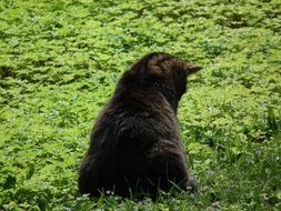 domestic cat on a green meadow