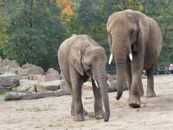 elephants near the stones
