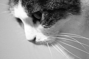 Cat Black And White foto