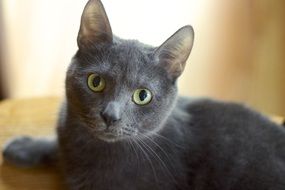 green eyes cute gray cat