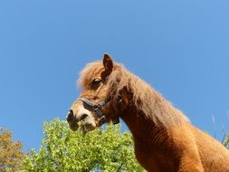 pony on wood background