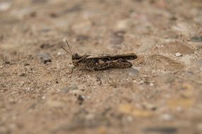 brown grasshopper on the soil