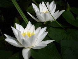 two white water lilies in a pond in the garden