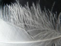 fluffy edges of bird feather close-up