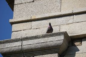 dove on the parapet of the house