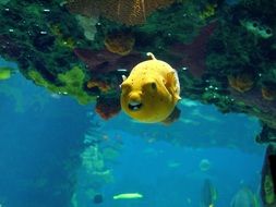 yellow fish in aquarium