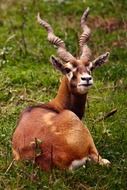 Antelope, Brown Buck lying on grass