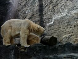 Photo of White Polar Bears