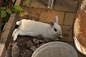 White Lying Rabbit