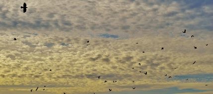 birds on a background of clouds
