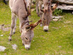 donkeys are grazing on green grass