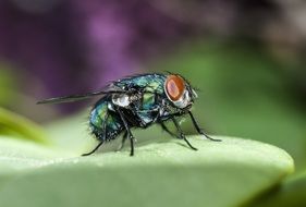 Close-up of the colorful fly on a green leaf