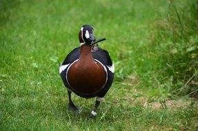 bright duck on green grass