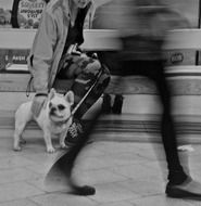 Movement of people and Dog