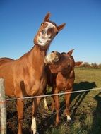 two red Horses in corral