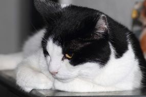 black and white cat lies in the living room