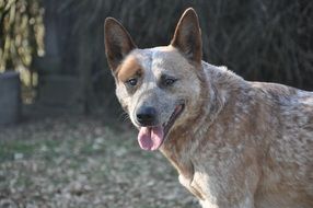 Colorful australian cattle dog outdoors