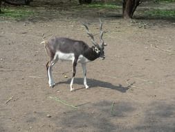 gray antelope in wildlife