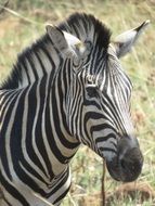 photo of zebra head with mane