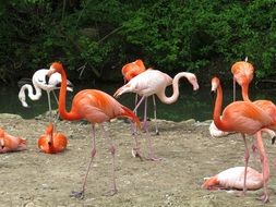 incredible pink Bird