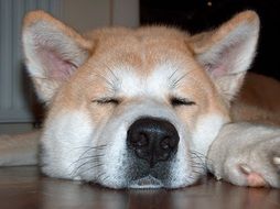 Akita is sleeping