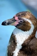 photo profile of humboldt penguin