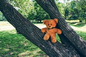 Teddy bear toy on a tree